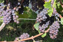 IMG-20250923-WA0021